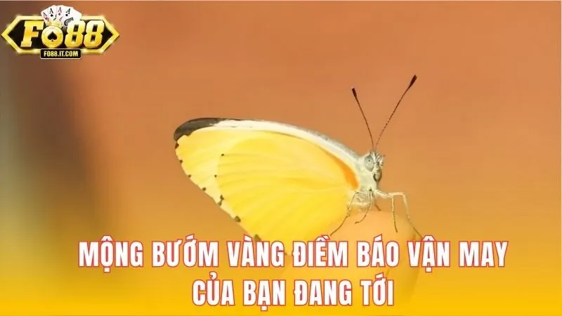 Mộng bướm vàng điềm báo vận may của bạn đang tới